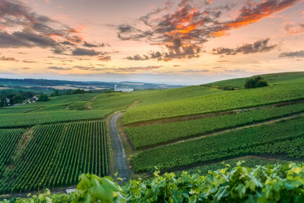 Ophorus Tours - A Private Champagne Wine Tour Half Day trip from Reims