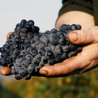 Local Wine Estate – Private Guided Tasting