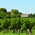 Prestigious Wine Estate – Afternoon Tasting