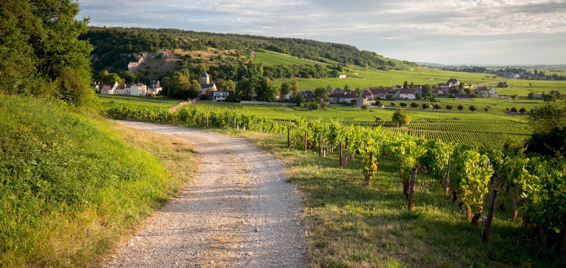 Ophorus Tours - A Private Burgundy Wine Tour From Beaune to Côte de Beaune 
