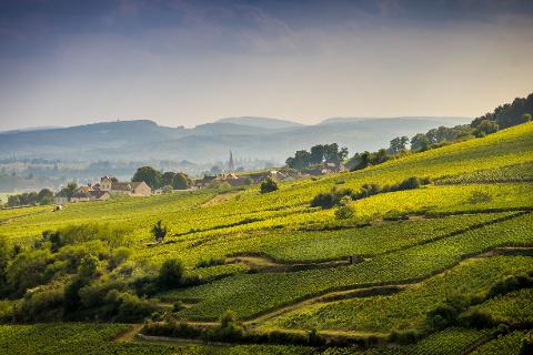 Ophorus Tours - Discover Côte de Beaune Wines: Private Day Tour from Beaune
