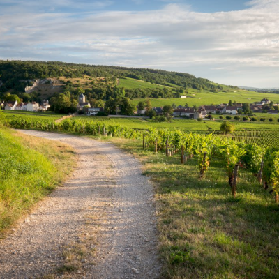 Romanée-Conti Vineyard – Legendary Côte de Nuits Site