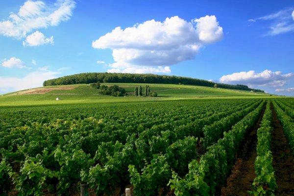 Ophorus Tours - A Private Burgundy Wine Tour From Beaune to Côte De Nuits 