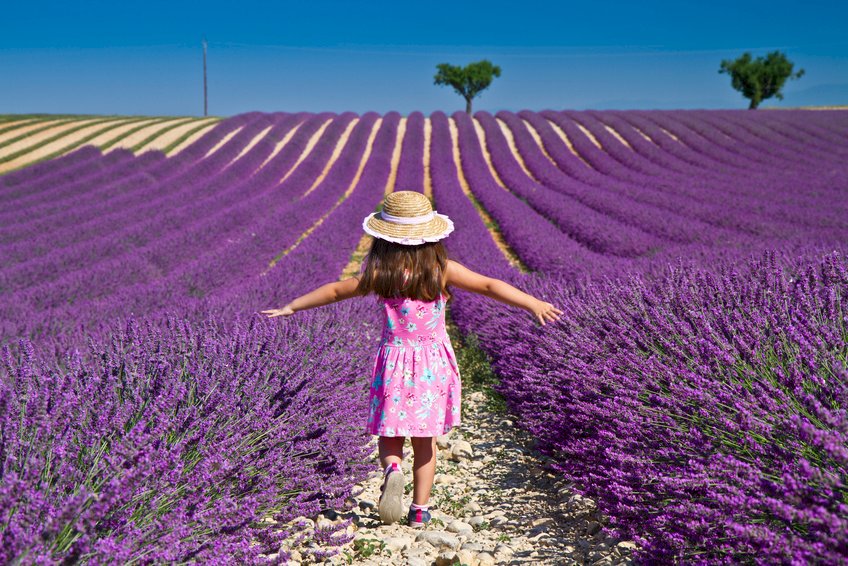 Ophorus Tours - A Half Day Trip from Aix en Provence to the Lavender Fields of Valensole 