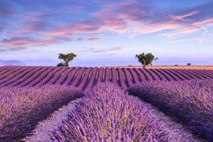 Ophorus Tours - Lavender Fields Half-Day Tour from Aix-en-Provence