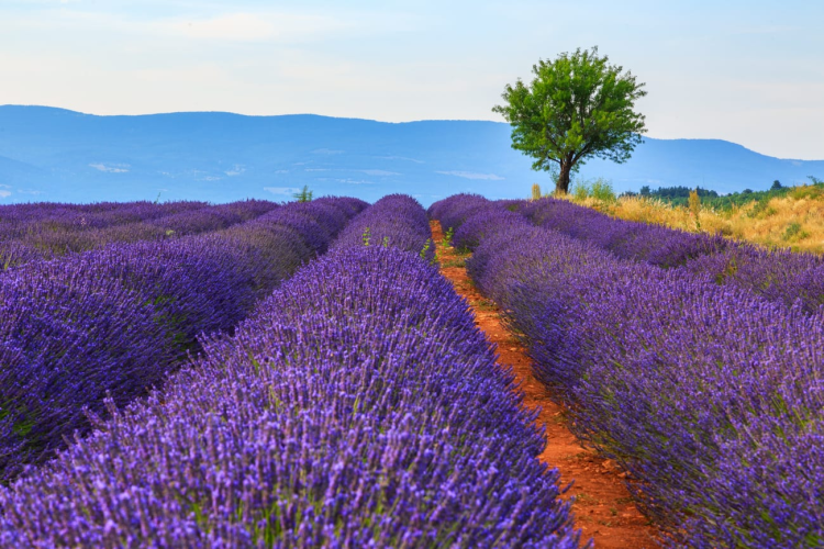 Ophorus Tours - Provence Lavender Half-Day Tour from Aix-en-Provence
