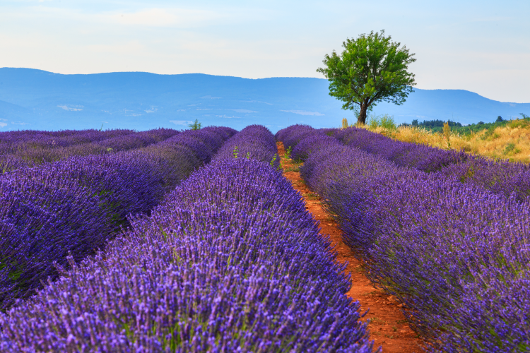Ophorus Tours - Lavender Fields Half-Day Tour from Aix-en-Provence