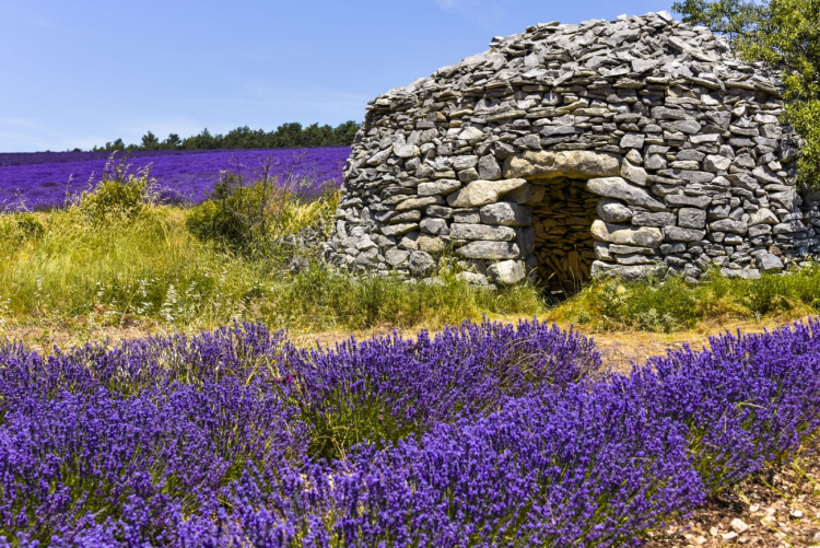Ophorus Tours - Provence Lavender Half-Day Tour from Aix-en-Provence
