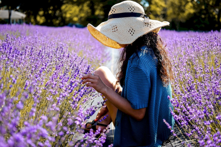 Ophorus Tours - Provence Lavender Half-Day Tour from Aix-en-Provence