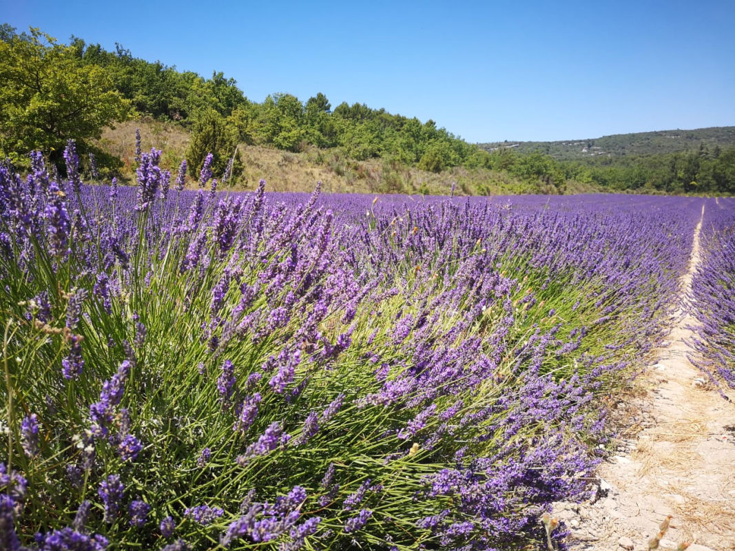 Ophorus Tours - Provence Lavender Half-Day Tour from Aix-en-Provence