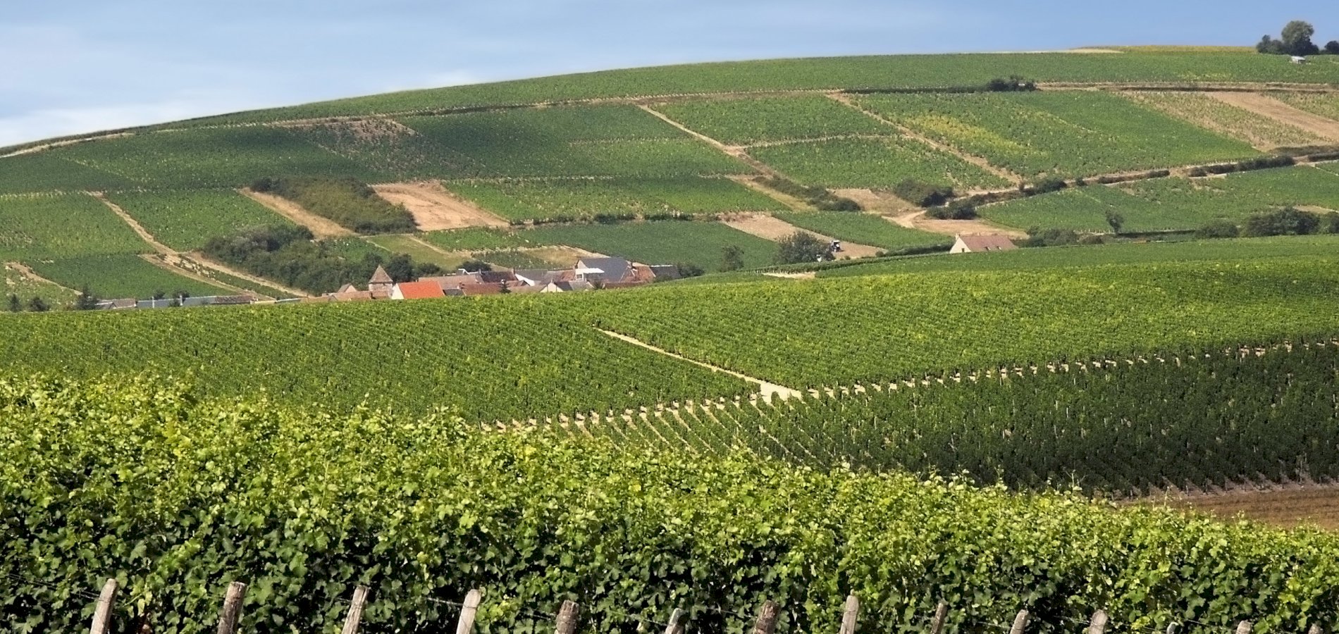 Ophorus Tours - A Private Loire Valley Wine Tour from Tours to Chinon & Bourgueil vineyards