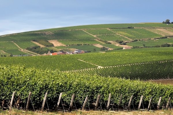 Ophorus Tours - Loire Valley Wine Tour: Chinon & Bourgueil Vineyards & Tastings