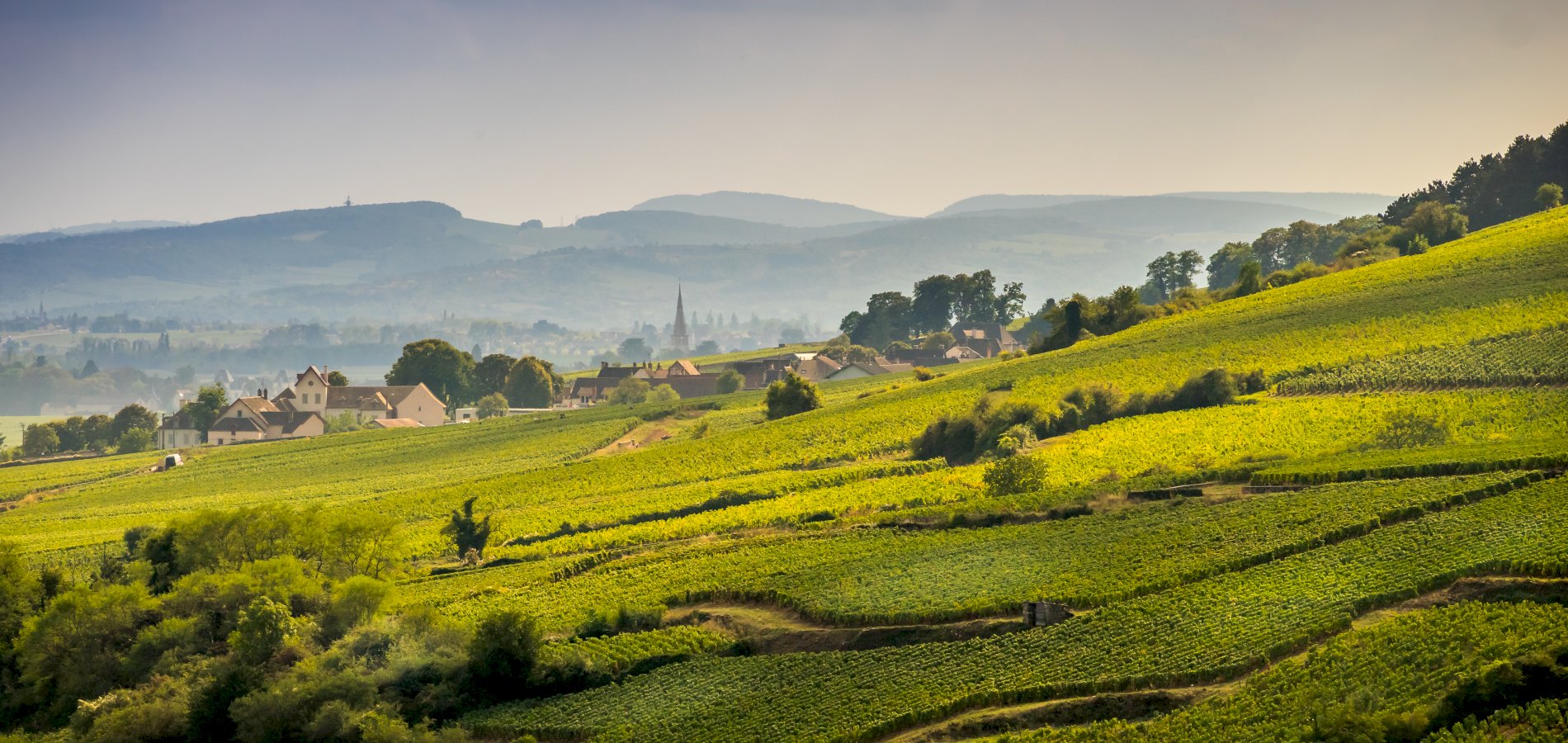 Ophorus Tours - Beaune to Côte de Nuits: Private Half-Day Wine Tour