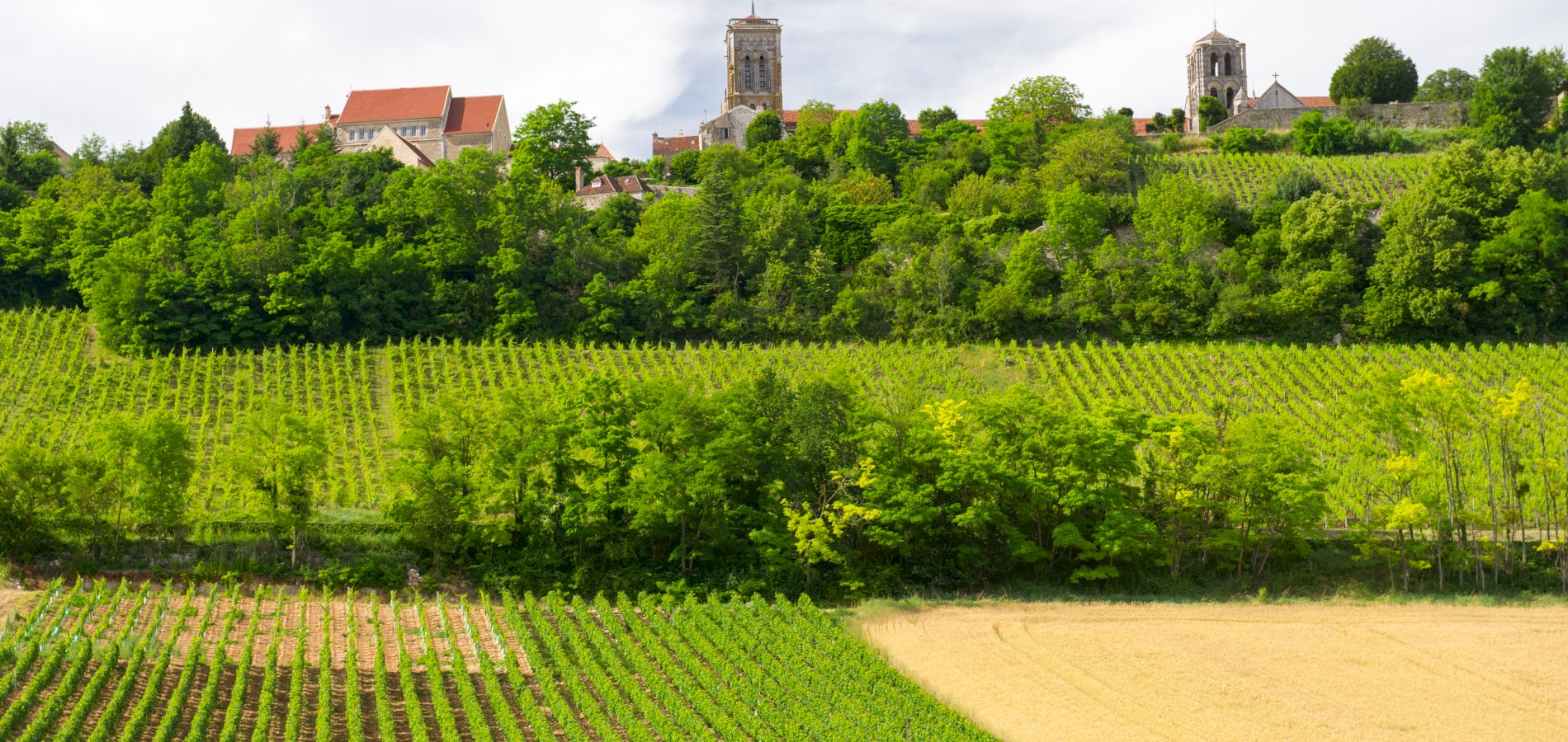 Ophorus Tours - A Private Grands Crus Burgundy Wine Tour from Beaune