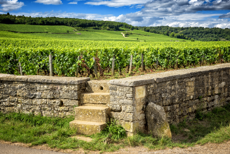 Ophorus Tours - Vosne-Romanée & More: Private Half-Day Côte de Nuits Wine Tour from Dijon