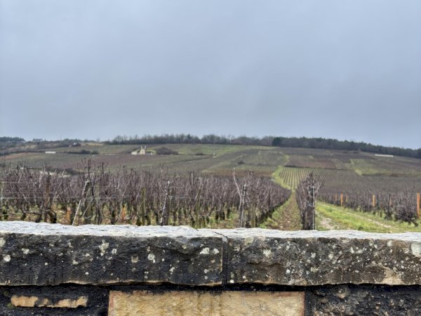 Ophorus Tours - Vosne-Romanée & More: Private Half-Day Côte de Nuits Wine Tour from Dijon