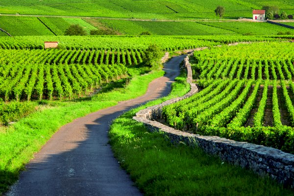 Ophorus Tours - From Dijon Burgundy Wine Tour to Côte de Beaune half-day private