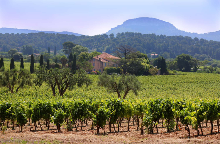 Ophorus Tours - Cassis Village Tour, Calanques Boat Ride & Provence Wines from Aix