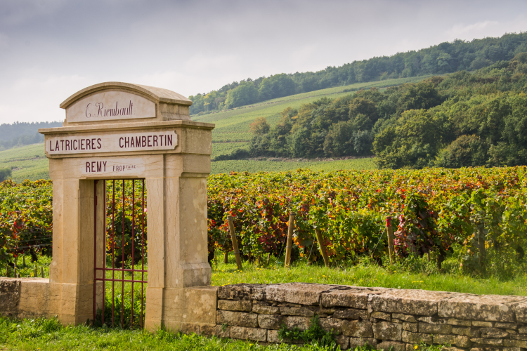 Ophorus Tours - Côte de Nuits & Côte de Beaune: Private Burgundy Wine Tour from Dijon