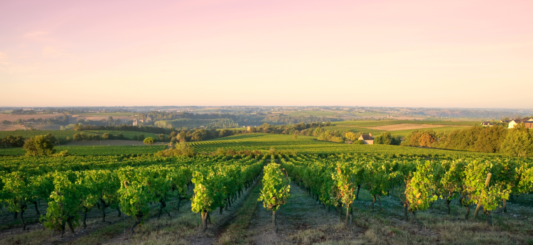 Ophorus Tours - Côte de Nuits & Côte de Beaune: Private Burgundy Wine Tour from Dijon