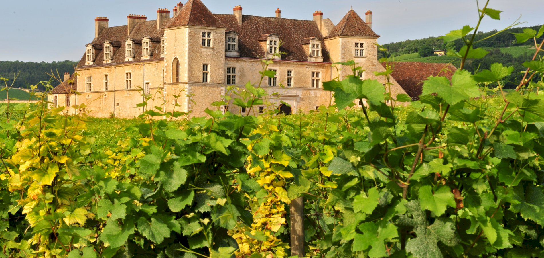 Ophorus Tours - A Private Burgundy Wine Tour  from Dijon to Côte de Nuits & Côte de Beaune 