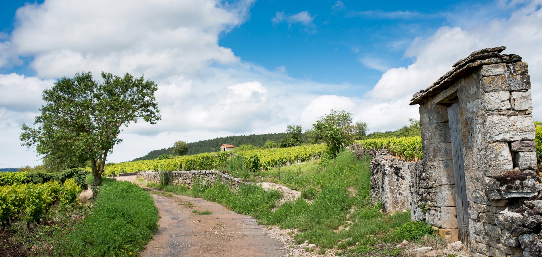 Ophorus Tours - Grands Crus Wines of Burgundy Wine Tour Day Trip from Dijon