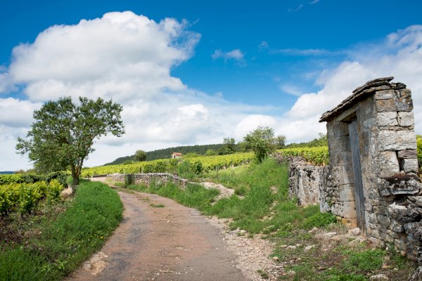 Ophorus Tours - From Dijon Grands Crus Burgundy Wine Tour private