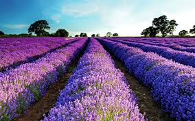 Ophorus Tours - 5-Day Small Group Provence Package - 3* Hotel