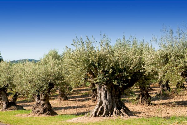 Ophorus Tours - 5 Days Provence Private Travel Package - 5* Hotel Option