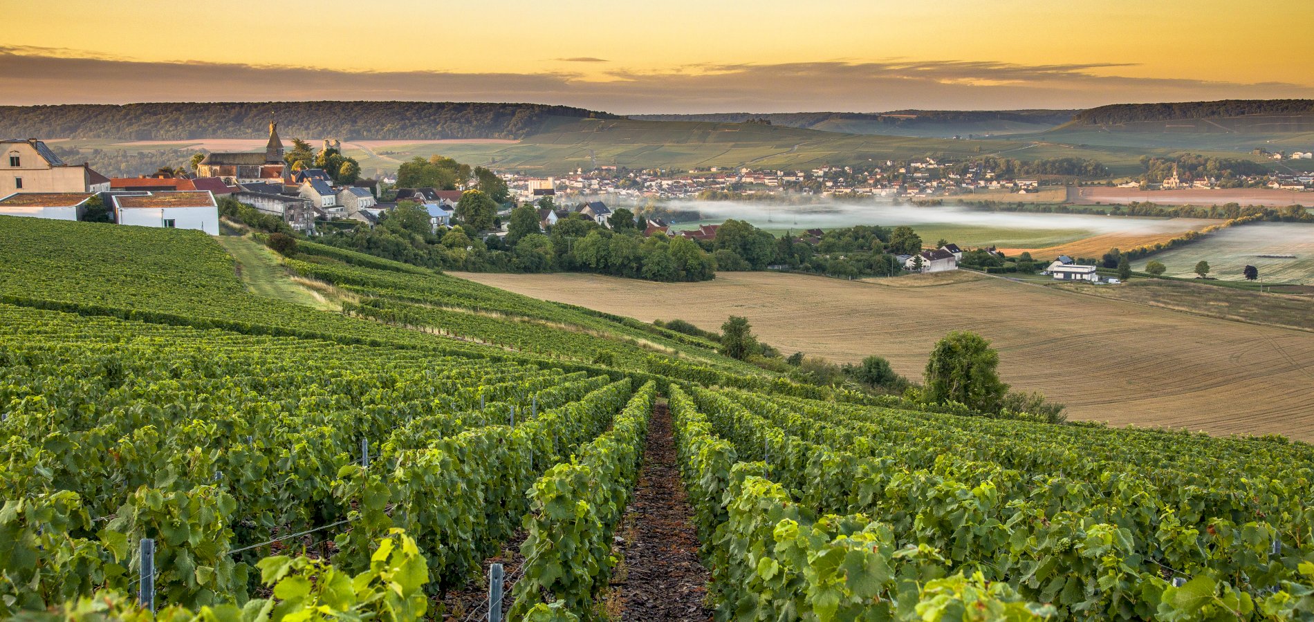 Veuve Clicquot Day Tour from Paris 