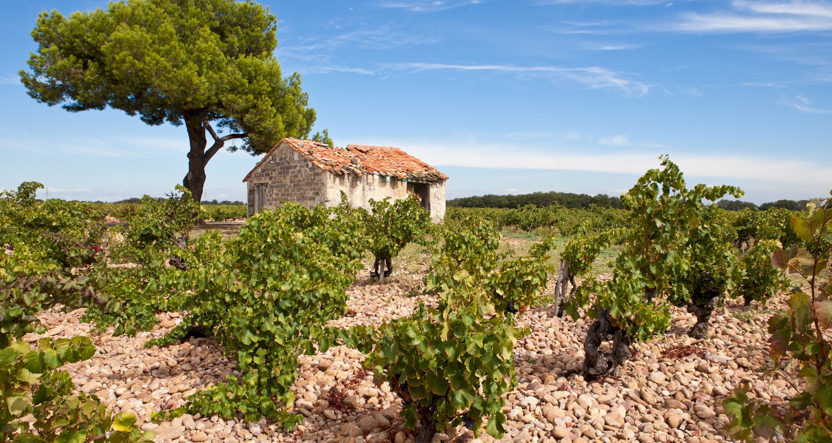 Ophorus Tours - A Private Châteauneuf du Pape Wine Tour Day Trip from Avignon