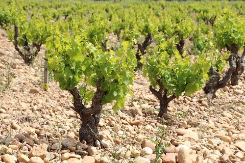 Ophorus Tours - Explore Rhône Valley Wines: Private Tour from Avignon to Châteauneuf-du-Pape
