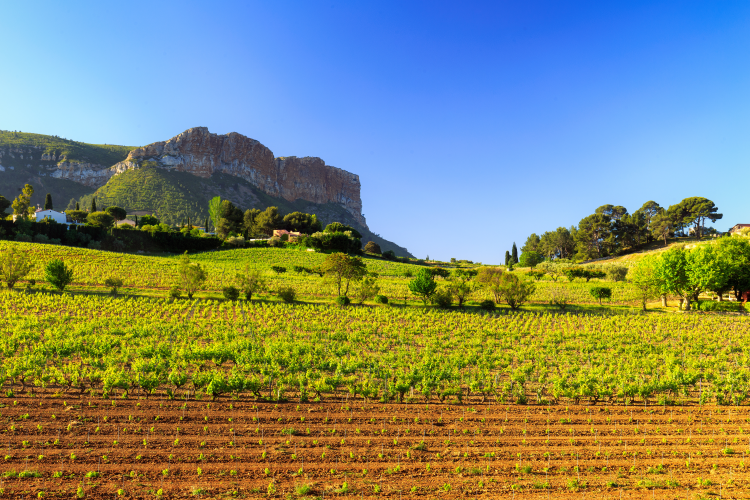 Ophorus Tours - Provence Wine Tour Private Half-Day from Aix-en-Provence