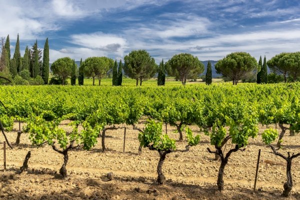 Ophorus Tours - Provence Wine Tour Private Half Day Trip from Aix en Provence