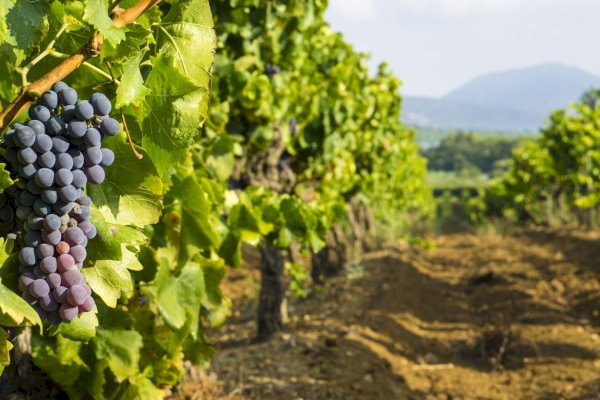 Ophorus Tours - From Aix en Provence a Provence Wine Tour half-day private