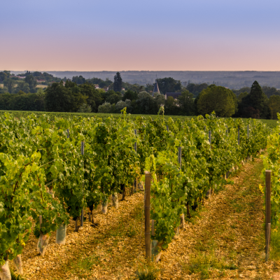 Morning Winery Visit and Tasting