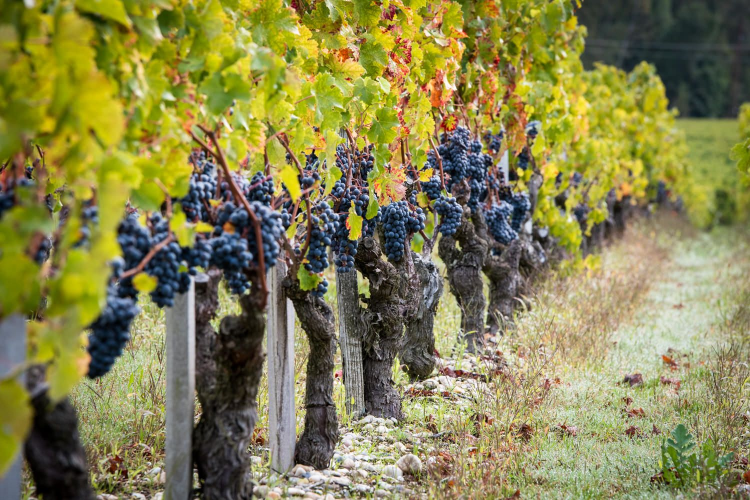 Ophorus Tours - From La Rochelle Bordeaux Wine Tour Private Shore Excursion