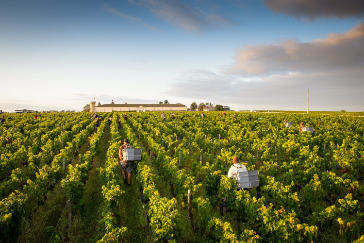 Ophorus Tours - From La Rochelle Bordeaux Wine Tour Private Shore Excursion