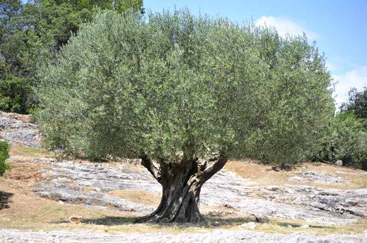 Ophorus Tours - Luberon Villages & Olive Oil Tour from Aix-en-Provence