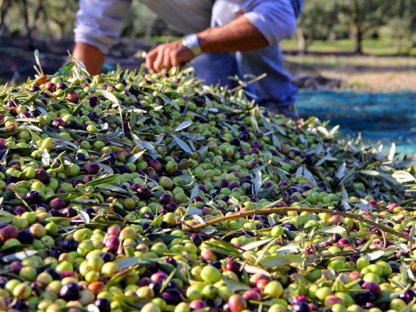 Ophorus Tours - Luberon Villages & Olive Oil Mill Tour from Aix-en-Provence