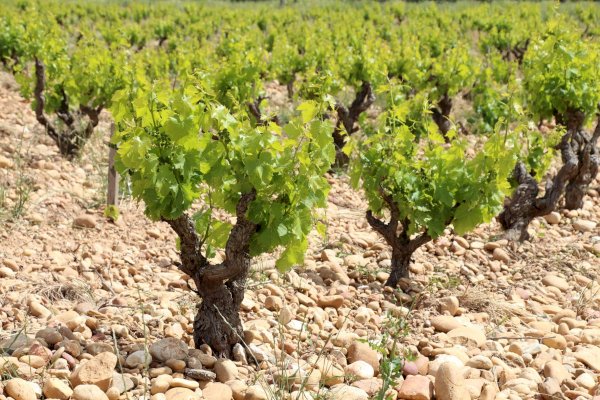 Ophorus Tours - A Day Trip from Aix en Provence Châteauneuf du Pape Wine Tour 
