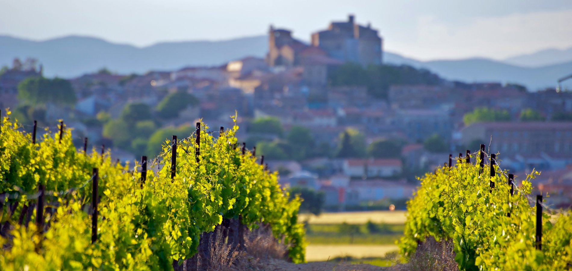 Ophorus Tours - A Private Languedoc Wine Tour Shore Excursion From Port Vendres