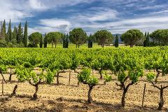 Ophorus Tours - Provence Wine Tour Private Half Day Shore Excursion From Marseille