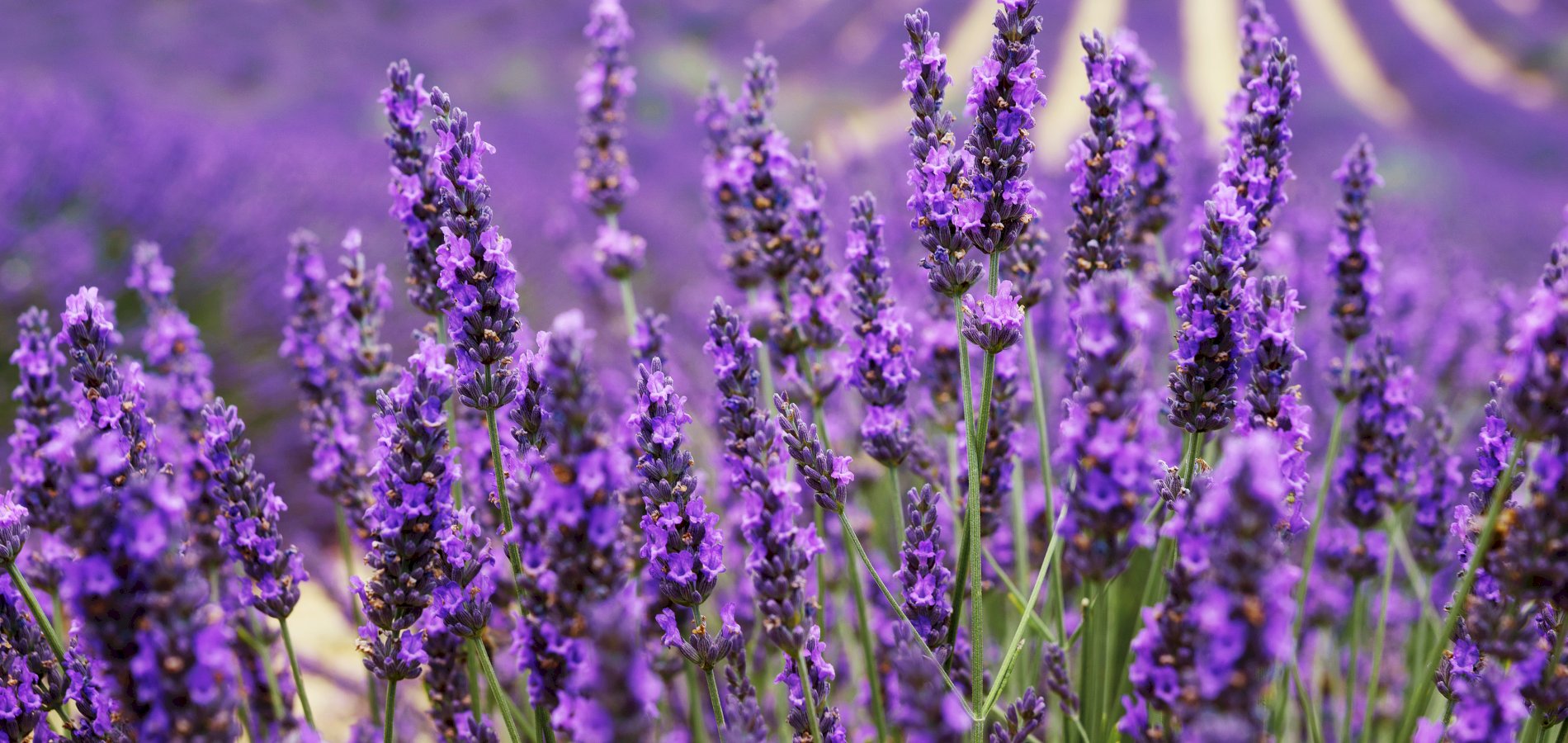 Ophorus Tours - A Private Half Day Trip from Aix en Provence to the Lavender Fields of Valensole 