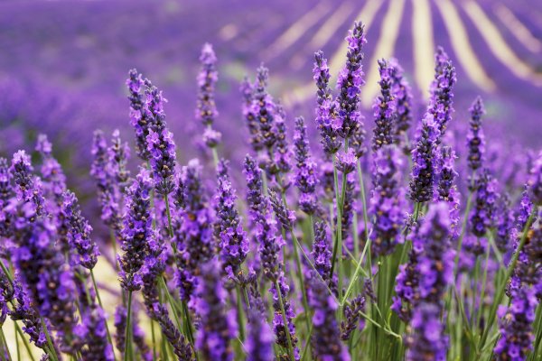 Ophorus Tours - From Aix en Provence to Lavender Fields of Valensole tour half-day private