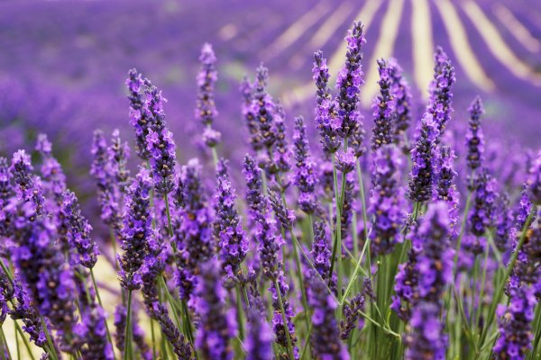 Ophorus Tours - Valensole's Lavender Fields of Provence: A Fragrant Escape