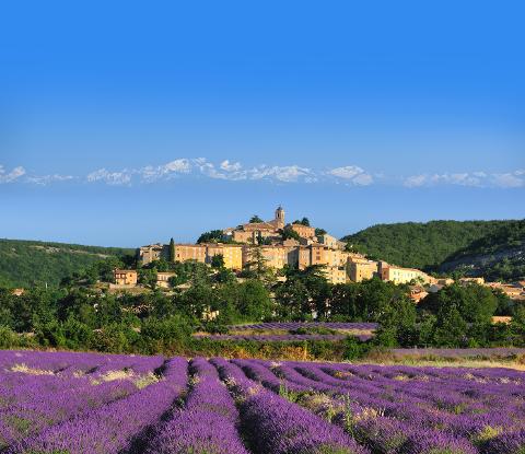Ophorus Tours - Valensole's Lavender Fields of Provence: A Fragrant Private Escape