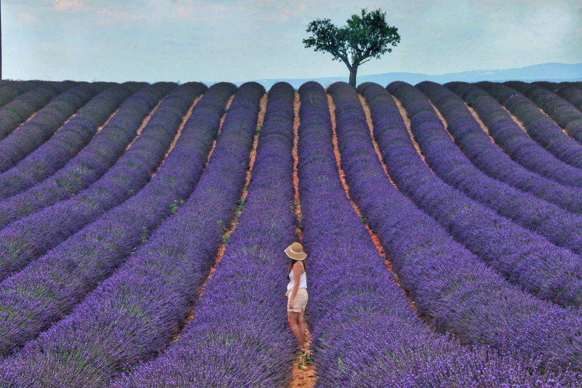 Ophorus Tours - Valensole's Lavender Fields of Provence: A Fragrant Private Escape
