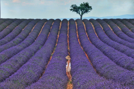Ophorus Tours - Lavender Fields Private Half-Day Tour from Aix-en-Provence
