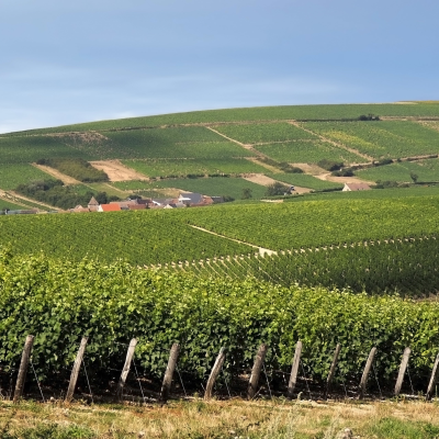 Winery Visit